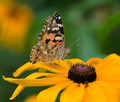 Vanessa cardui