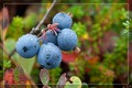 Vaccinium uliginosum ()