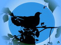 l`oiseau
