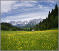 Alpine Dream