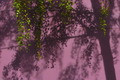 lilac