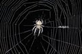 spider!
