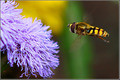 BZZZzzz...