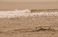 Atlantic #1
