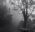 Madeira #1