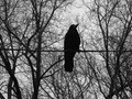 The Crow
