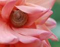 spiral of life