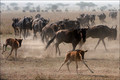  Wildebeest 