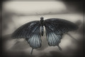 butterfly