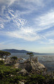 The Lone Cypress