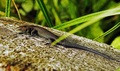 Lizzard
