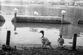 [duck]