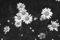 colourless flowers