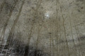 Mystic Forest
