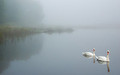 swans lake