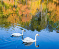 swans lake