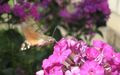 - - Macroglossum stellata