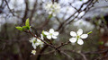 the plum tree blossom