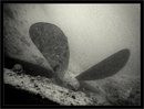 Thistlegorm (7)