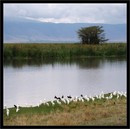 Cerengeti