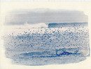 cyanotype3608