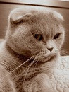 a cat dreaming