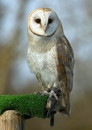 Tyto alba