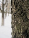 tree line