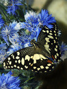Papilio Demoleus