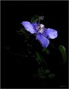 Clematis by night