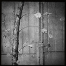 Lomo #22