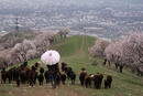 Pink Spring