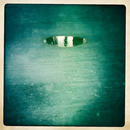 Lomo #33