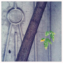 Lomo #43