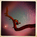 Lomo #52