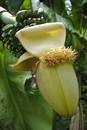 cvetok banana