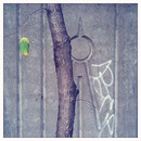 Lomo #61