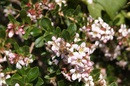priroda