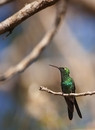 The Cuban Emerald