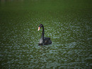 The black swan