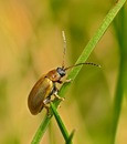  Lochmaea caprea   