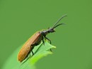   Lagria hirta
