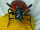  Trichodes apiarius