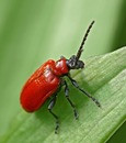   Lilioceris lilii 