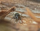 - Heliophanus auratus