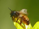    Osmia rufa