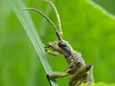  Rhagium mordax