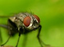    Sarcophaga carnaria