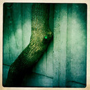 Lomo #91