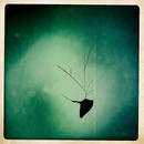 Lomo #103
